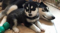 Stunning Pomsky Puppies Available
