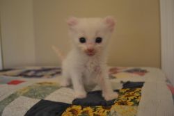 American Curl Kittens available