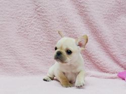 tea cup french bull dog pups