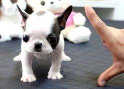 tea cup french bull pups