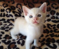 Gorgeous Pedigree Burmilla Kittens For Sale.