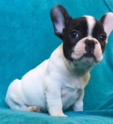 adorable french bull pups ready