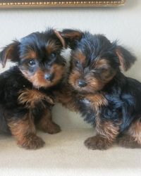 male and female yorkie