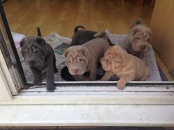 Male and female Shar pei puppies