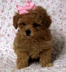 adorable toy poodle pups for good homes