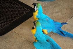 Pair of blue and gold macaw parrots available