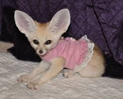fennec foxes for loving homes