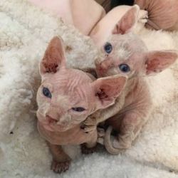 classic sphynx ready for new homes