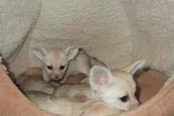 Adorable male and female fennec fox ready