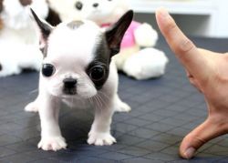 Tea cup french bull dog puppies
