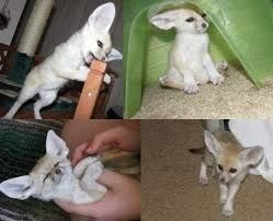 Fennec foxes for adoption