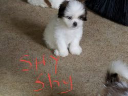 Cava Shu puppies for sale