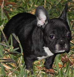 Shiny black french bull pup to go