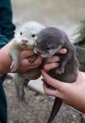 Baby River Otters for Sale