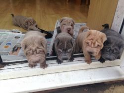 Beautiful Shar Pei Puppies Ready