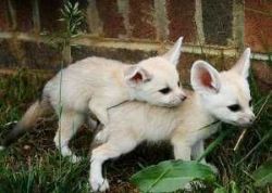 Well trained fennec foxes available