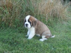 awesome st. bernard puppies available