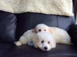 Poochon pups available