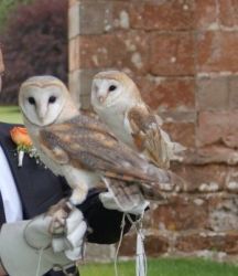 Wedding Owl For Sale