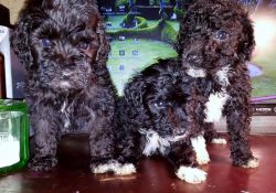 moyan poodles puppies available