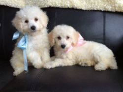 We have two beautiful poochon pups