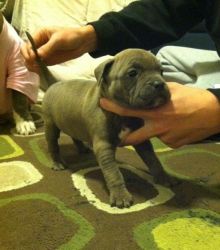 Great and healthy Pit bull puppies for sale