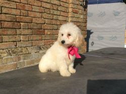 poochon pups available