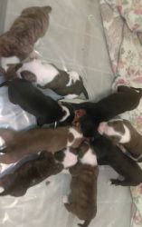 Pitbull puppies full blooded