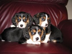 Adorable Designer Beaglier puppies for sale