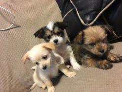 Shihtzu/yorkie & pomeranian mixed puppies