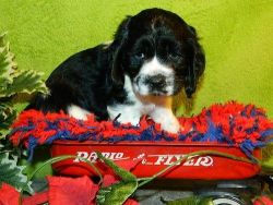 Re available!! Beautiful Cocker Spaniel puppies