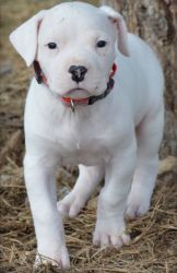 Home Raised Dogo Argentino puppies for sale