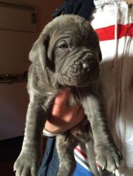 Trust Kennel All Type Dogs Puppies Available Here For Sale