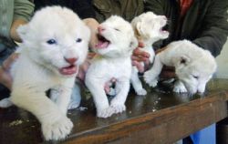 Cheetah Cubs, Lion Cubs and Tiger Cubs for sale -