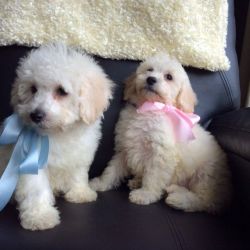 beautiful poochon pups