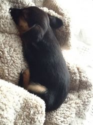 Chihuahua X Yorkie Pup