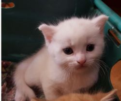 cute lovely persian puppies for adoption