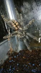 Female suntiger tarantula