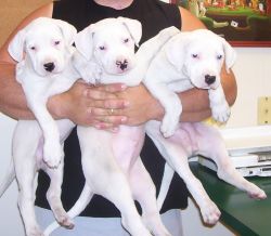 Dogo Argentino Puppies For Sale. Text (xxx) xxx-xxx2