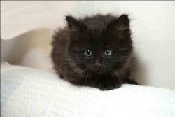Fluffy Black Fur Ball Kitten for adoption