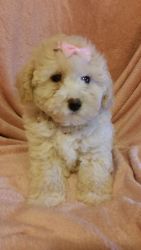 Beautiful litter of Poochon puppies for adoption