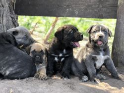 Mastiff Mix puppies for sale