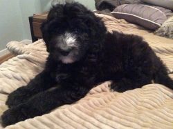 Sheepadoodle Puppy For Sale