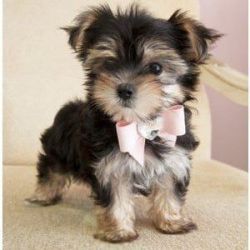 Cute and Amazing Morkie Puppies For Re-Homing