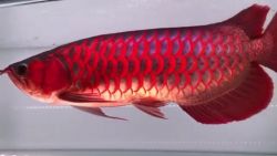 Good quality asian arowana fish