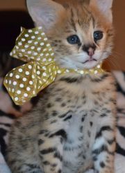 Serval Kittens for adoption