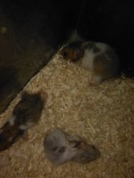 Baby Hamsters