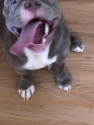 Pit bull mix with bully