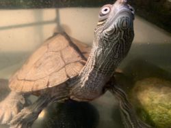 Land/Water Turtle for sale