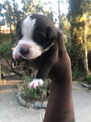 Baby Pitbull Terrier